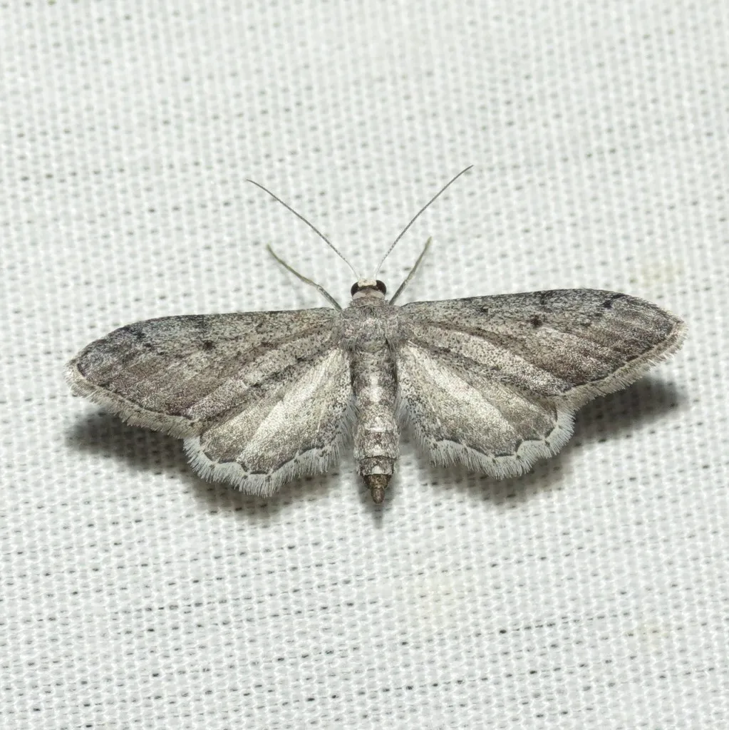 Euacidalia quakerata - Hodges#7089 - photo 2