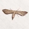 Euacidalia sericearia - Hodges#7087 - photo 2