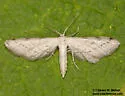 Euacidalia sericearia - Hodges#7087 - photo 4