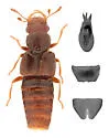 Euaesthetus americanus - photo 2