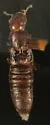Euaesthetus brevipennis