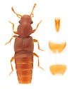 Euaesthetus iripennis