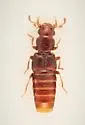 Euaesthetus similis - Euaesthetus similis