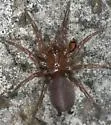 Euagrus chisoseus
