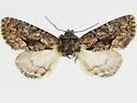 Euamiana adusta - Hodges#9807.1
