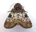 Euamiana contrasta - Hodges#9807 - photo 2