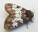 Euamiana contrasta - Hodges#9807 - photo 3
