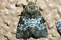 Euamiana contrasta - Hodges#9807 - photo 4