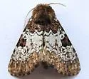 Euamiana contrasta - Hodges#9807 - photo 5