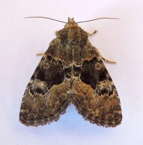 Euamiana dissimilis - Hodges#9808