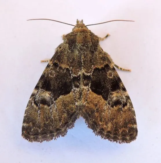 Euamiana dissimilis - Hodges#9808 - photo 2