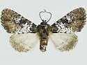 Euamiana endopolia - Hodges#9806.1