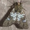 Euamiana endopolia - Hodges#9806.1 - photo 2