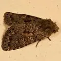 Euamiana new species - Hodges#9809.97 - photo 2
