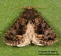 Euamiana torniplaga - Hodges#9809