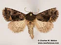 Euamiana torniplaga - Hodges#9809 - photo 2