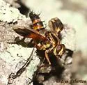 Euantha litturata - photo 4