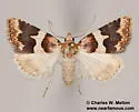 Euaontia clarki - Hodges#8568 - photo 2