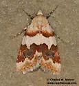 Euaontia clarki - Hodges#8568 - photo 3