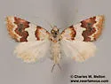 Euaontia clarki - Hodges#8568 - photo 4