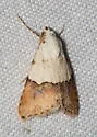 Euaontia semirufa - Hodges#8567