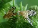 Euaresta aequalis