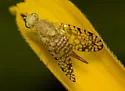 Euaresta aequalis - photo 2