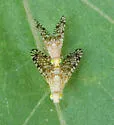 Euaresta aequalis - photo 4