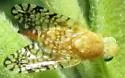 Euaresta aequalis - photo 5