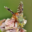 Euaresta bellula - photo 2