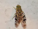 Bathurst Burr Seed Fly