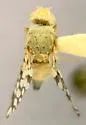 Bathurst Burr Seed Fly - photo 2
