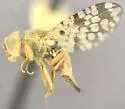 Bathurst Burr Seed Fly - photo 3