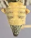 Bathurst Burr Seed Fly - photo 4