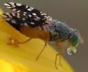 Euaresta stelligera
