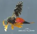 Euaresta stelligera - photo 4