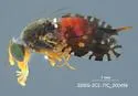 Euaresta stelligera - photo 5