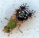 Euaresta stigmatica - photo 3