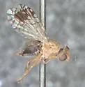 Euarestoides abstersus