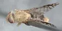 Euarestoides abstersus - photo 2