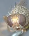 Euarestoides abstersus - photo 4