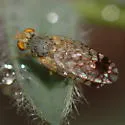 Euarestoides acutangulus - photo 2