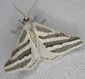 Euaspilates spinataria - Hodges#6917 - photo 2
