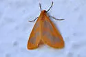 Eubaphe helveta - Hodges#7442