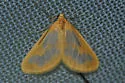 Eubaphe helveta - Hodges#7442 - photo 2