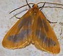 Eubaphe helveta - Hodges#7442 - photo 4