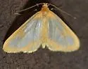 Eubaphe helveta - Hodges#7442 - photo 5