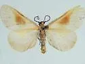 Eubaphe medea - Hodges#7440.1 - Eubaphe medea