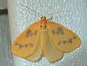 Eubaphe meridiana - Hodges#7441
