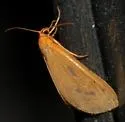 Eubaphe meridiana - Hodges#7441 - photo 2